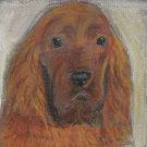 A picture of Rusty, a golden Cocker Spaniel